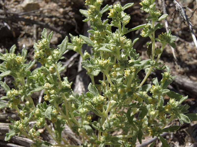 File:Nevada wormwood, Euphrosyne nevadensis (16659139341).jpg