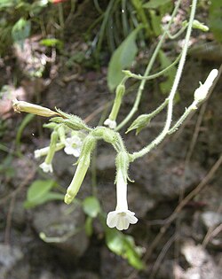 Nicotiana forsteri (Nicotiana debneyi) flowers.jpg