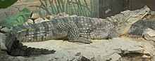 Nile Crocodile Side View 2620px.jpg