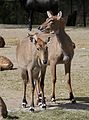 Nilgauantilope, Boselaphus tragocamelus