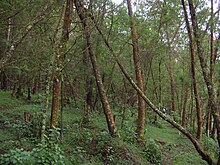 Wattle plantations in Nilgiris