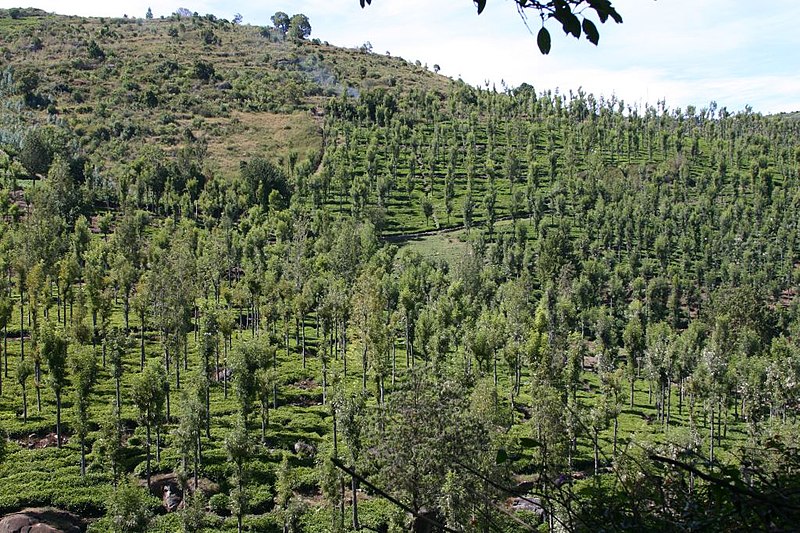 File:Nilgiris, Tamil Nadu, India - panoramio - Robert Helvie (7).jpg