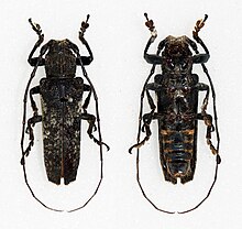 Niphona longicornis (20534551694) .jpg