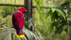 A bird in the aviary of the North Carolina Zoo. North Carolina Zoo, Asheboro, United States (Unsplash).jpg