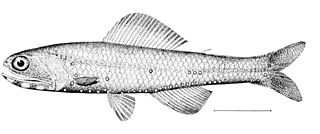 <i>Notoscopelus kroyeri</i> Species of fish