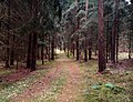 November in the forest - Flickr - Stiller Beobachter.jpg