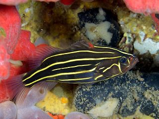 Goldenstriped soapfish Species of fish
