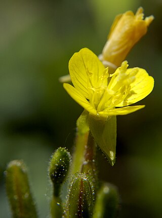 <i>Oenothera perennis</i> Species of flowering plant
