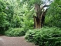 Large oak tree in Scadbury Park.