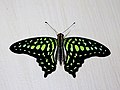* Nomination Open wing of Graphium agamemnon (Linnaeus,1758) – Tailed Jay. By User:Atanu Bose Photography --MaheshBaruahwildlife 06:11, 13 May 2023 (UTC) * Decline  Oppose DoF too low for such a shot --MB-one 13:33, 21 May 2023 (UTC)