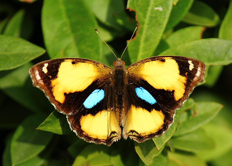 File:Open wing position of Junonia hierta Fabricius, 1798 - Yellow pansy WLB.jpg