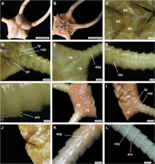File:Ophiomusa (10.5852-ejt.2022.810.1723) Figure 13.png (Category:Ophiomusa)
