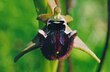 Ophrys incubacea Bianca.jpg