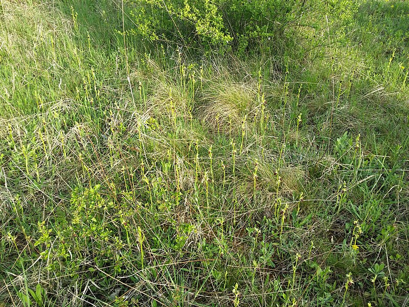 File:Ophrys sphegodes (s. str.) sl26.jpg