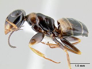 <i>Opisthopsis</i> Genus of ants