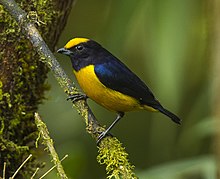 Orange-bellied Euphonia - Ecuador S4E5535 (22621854444).jpg