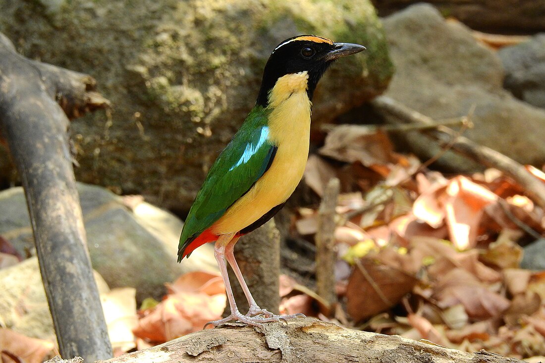 Ornate pitta