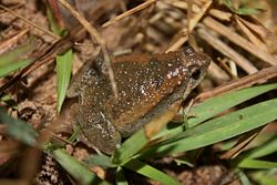Ornate Pygmy Frog (Microhyla fissipes).jpg