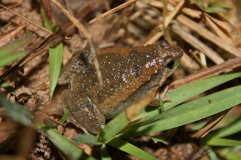 File:Ornate Pygmy Frog (Microhyla fissipes).jpg