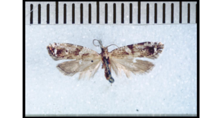 <i>Orthenches similis</i> Species of moth endemic to New Zealand