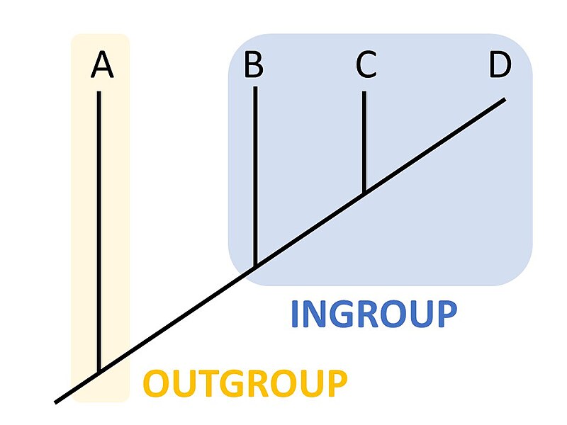 File:Outgroup.jpg