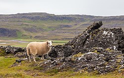 Mouton islandais