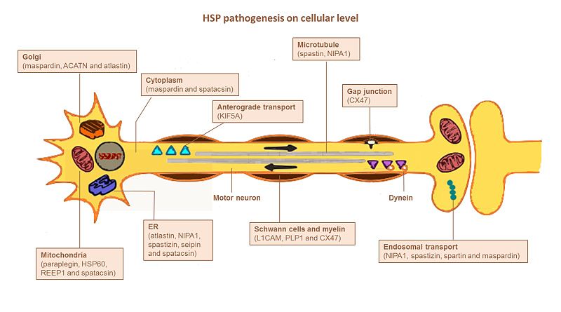 File:Overview of HSP pathogenesis on cellular level. Identified affected genes in each pathway are depicted.jpg