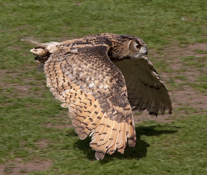 File:Owl wings 3 (5635473152).jpg