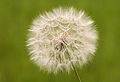 * Nomination Wild purple salsify (Tragopogon porrifolius ssp. longirostris). Adana, Turkey. --Zcebeci 09:28, 9 April 2016 (UTC) * Promotion Nice --Poco a poco 10:00, 9 April 2016 (UTC)