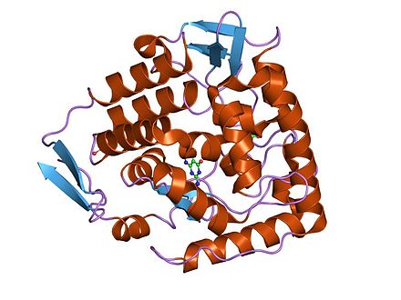 Биоптерин. Фермент гидроксилаза. Энзим картинка. Phenylalanine hydroxylase Gene.