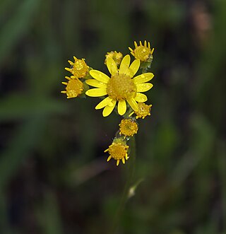 <i>Packera pseudaurea</i> Species of flowering plant