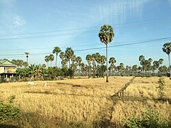 Paddy field, Kampong Chhnang, Cambodia.jpg