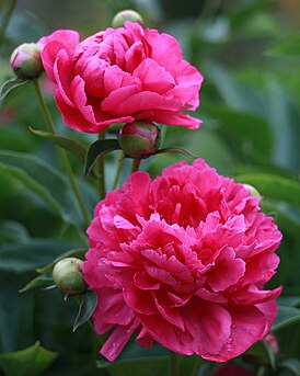 Paeonia 'Da Fu Gui' Россия. Владимирская область