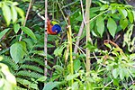 Thumbnail for File:Painted Bunting, Corkscrew Swamp, Florida.jpg