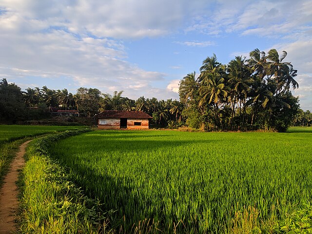Paddy fields, Ottapalam
