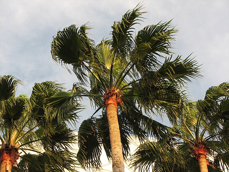 File:Palm trees in the early evening.jpg