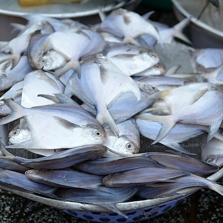 Tập_tin:Pampus_argenteus_Saigon_market.JPG