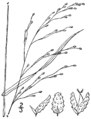 Panicum verrucosum BB-1913.png