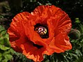 Papaver flower