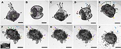 File:Paracentrotus lividus competent pluteus stage and metamorphosis.jpg (Category:Paracentrotus lividus)