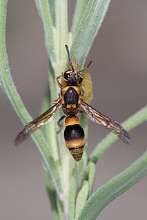 <i>Paralastor</i> genus of hymenopterans