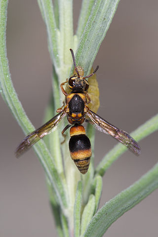 <i>Paralastor</i> Genus of wasps