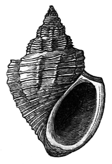 <i>Paramelania</i> Genus of gastropods