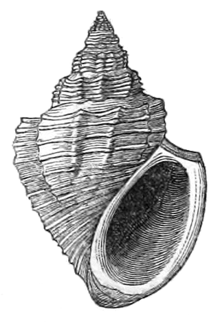 <i>Paramelania damoni</i> Species of gastropod