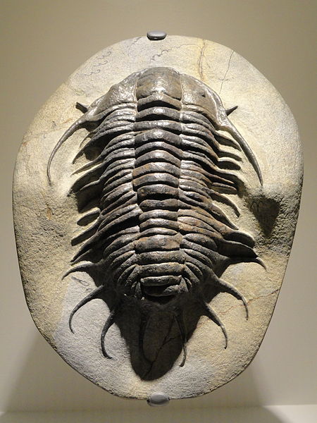 File:Parapilekia cf. olesnaensis, Early Ordovician, Lower Fezouata Shales, Zagora region, Morocco - Houston Museum of Natural Science - DSC01476.JPG