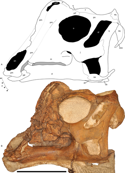 File:Parasaurolophus juvenile skull.png