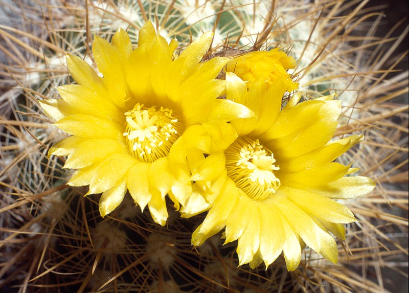 File:Parodia taratensis.jpg