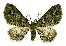 Pasiphila muscosata female.jpg
