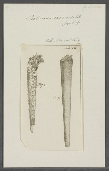 File:Pectinaria capensis - - Print - Iconographia Zoologica - Special Collections University of Amsterdam - UBAINV0274 102 18 0007.tif