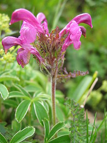 Pedicularis kerneri07.jpg